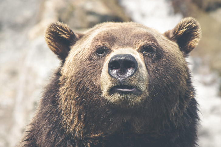 A photo of a grizzly bear